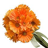 Orange Gerberas