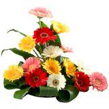 Gorgeous Gerberas Arrangement