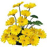 Bright  Gerberas