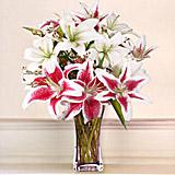 Send Colorful Lilies to all destinations in India