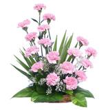 Tenderness At Its Appeal