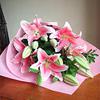 Pink Lilies