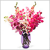 Orchids