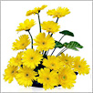 Gerberas
