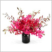 Orchids