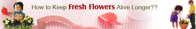 GiftstoIndia24x7.com : Flower Care