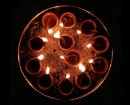 Circle Diya Thali