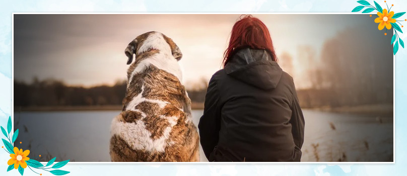 Dogs Mans Best Friend Dogs Mans Best Friend