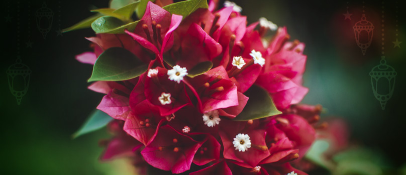 Exotic Flowers Eid Gifts Exotic Flowers Eid Gifts
