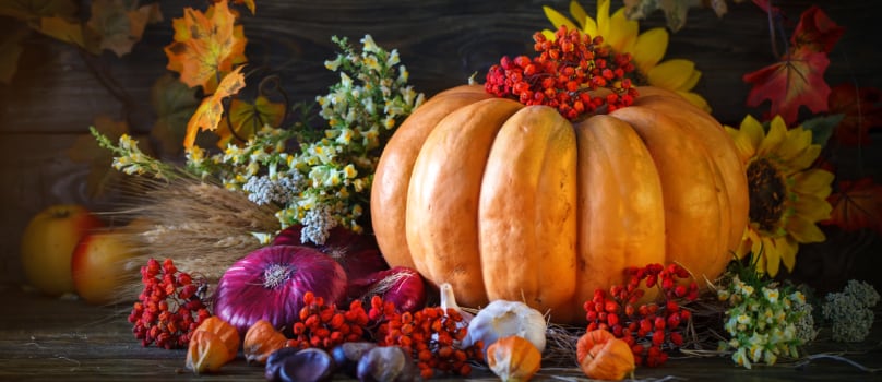 Pumpking Thanksgiving Pumpking Thanksgiving